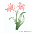 Amaryllis Illustration 1 - colored pencil