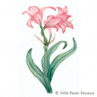 Amaryllis Illustration 1 - colored pencil