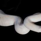 Cobra: Marble Sculpture by Paulo Ferreira - right side front view