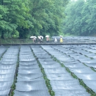 Wasabi Farm